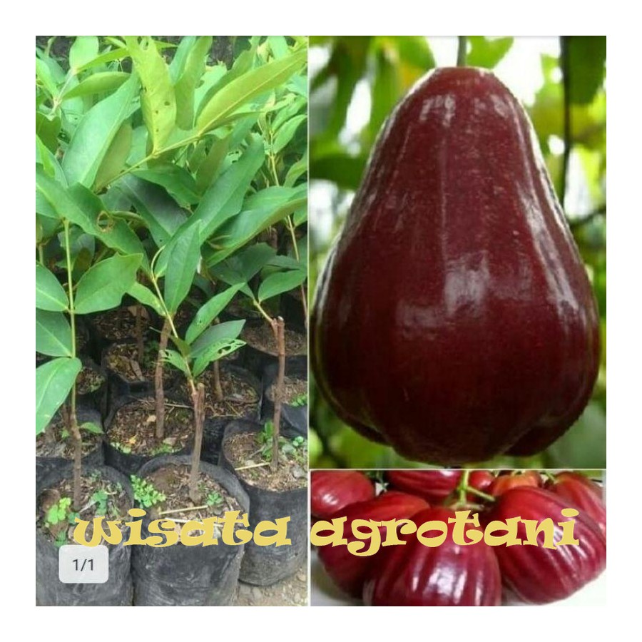 

bibit jambu air king rose WISATA AGROTANI