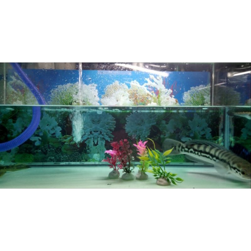 Toman Jumbo fix size