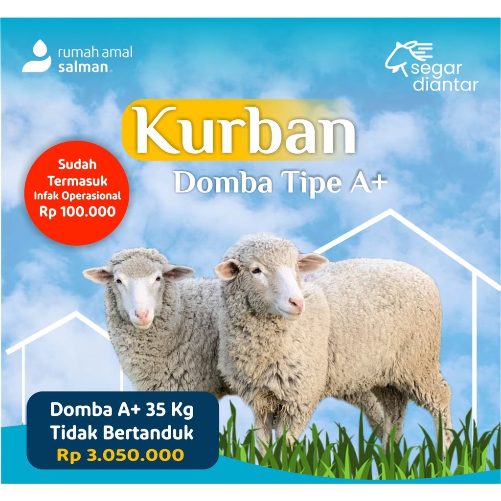 Kurban Domba A Berat +35kg Hewan Hidup Diantar 1442 H/2021