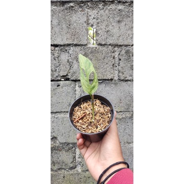 Monstera Adansonii Varigata - Monstera Varigata