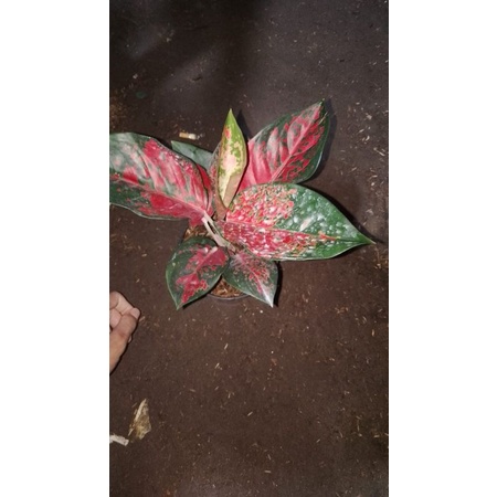 aglonema suksom batik