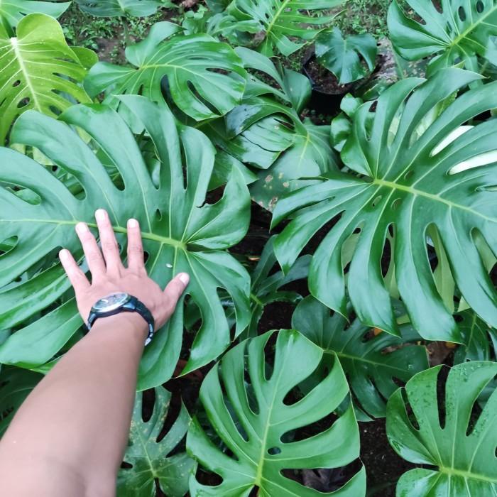 MONSTERA KING DELICIOSA XL JUMBO