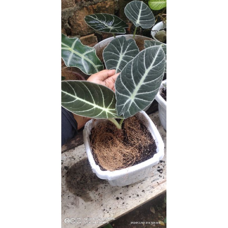 Indukan berumbi Alokasia Alocasia Black Velvet Siap budidaya Real Foto 1 Iklan 1 Produk