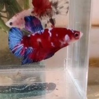 Ikan cupang hias male red koi galaxy real pict