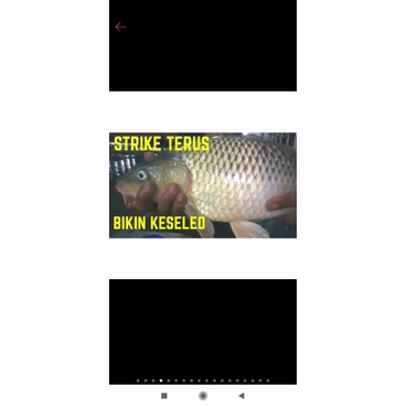 ESSEN IKAN MAS ESSENCE IKAN MAS UMPAN IKAN MAS JEDUD AKC