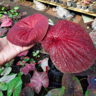 Bunga Tanaman Hias Caladium Keladi Hias KURO ABANG 