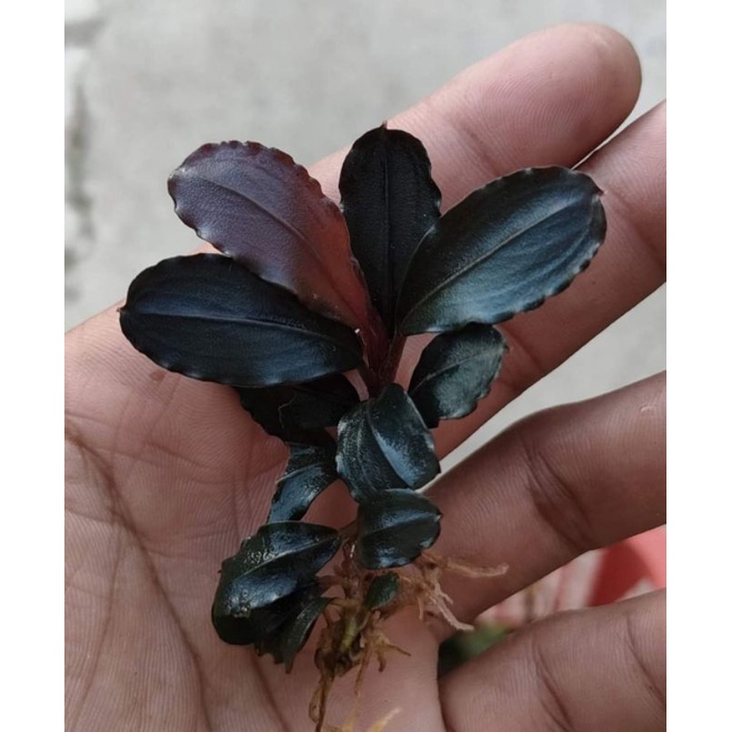 Bucephalandra pandora queen original pengkadan