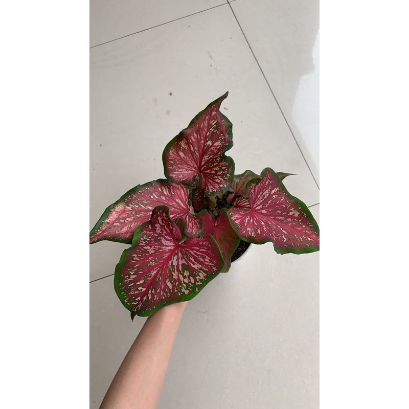 Caladium Keladi Lance Whorton
