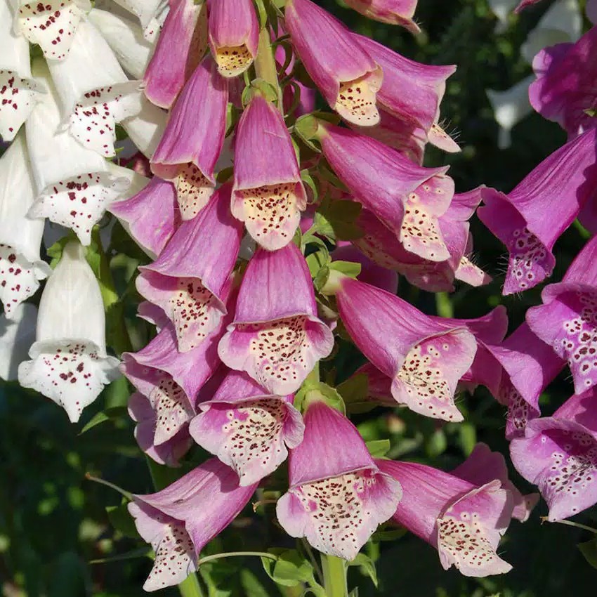 [Best Selling] 40 Seeds - Foxglove Mixed Flower Haira Seed Biji Benih Bunga - SR0098