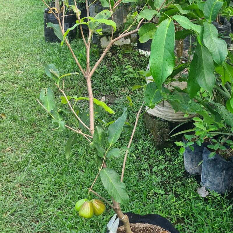 Bibit Jambu air  madu susu terlaris