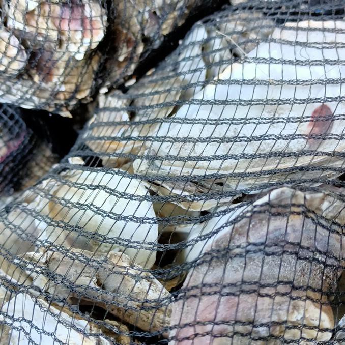 Ready...Ready...Ready...] Kerang Oyster/Media Filter/Kolam Koi/Ph