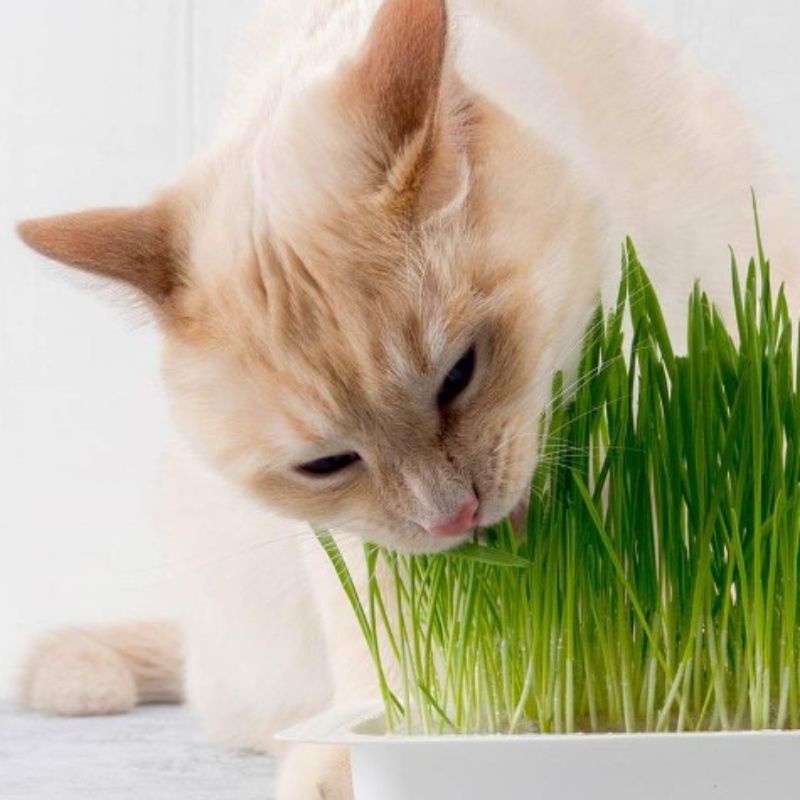 DIY RUMPUT KUCING wheatgrass paket lengkap