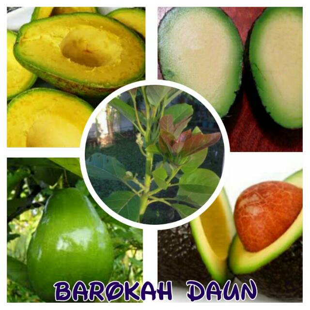 Paket 4 bibit alpukat super jaminan buah.alpukat  Mentega,tanpa biji,ungu,miki