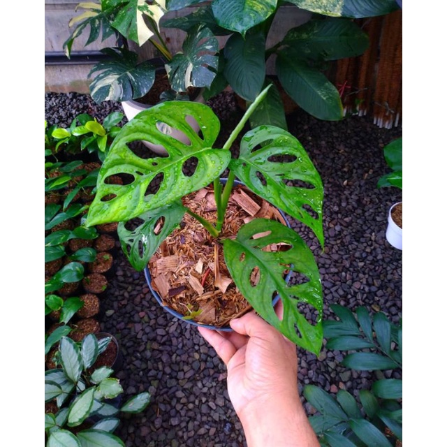 Tanaman Hias - Monstera Acuminata - Monstera Adansonii - Janda Bolong - Monstera Janda Bolong