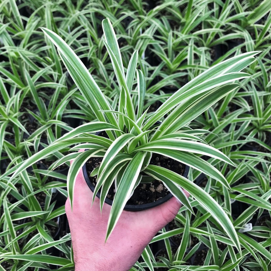 Bunga Lili Paris Tanaman Teras Bulu Ayam Lili Paris Bibit Tanaman Hias Bunga Indoor