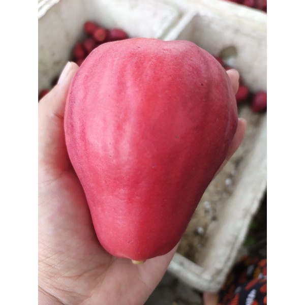 Jambu bol Jamaika 1kg