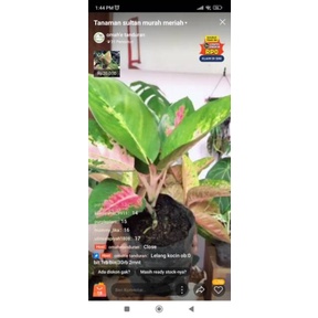 aglonema kocin paramruai dan syngonium pink splash