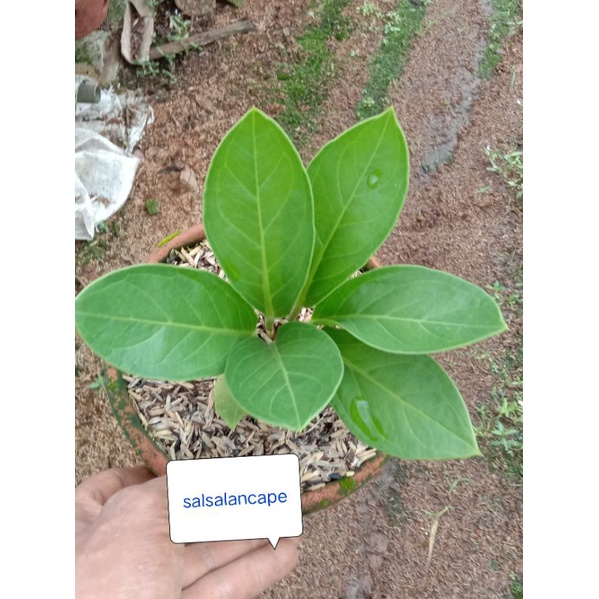 Anturium Jemani Kol Tanaman Hias Jemani Kol