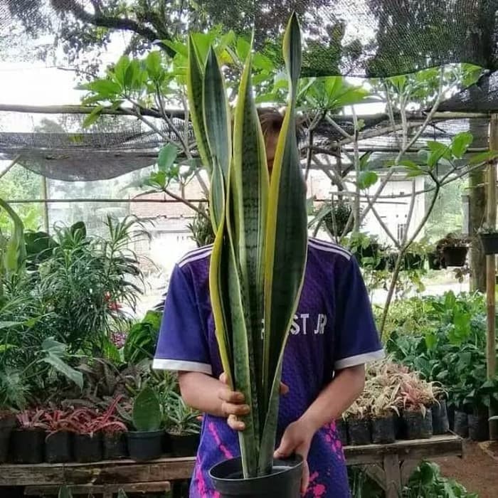 tanaman hias lidah mertua tinggi 1 meter - sansivera