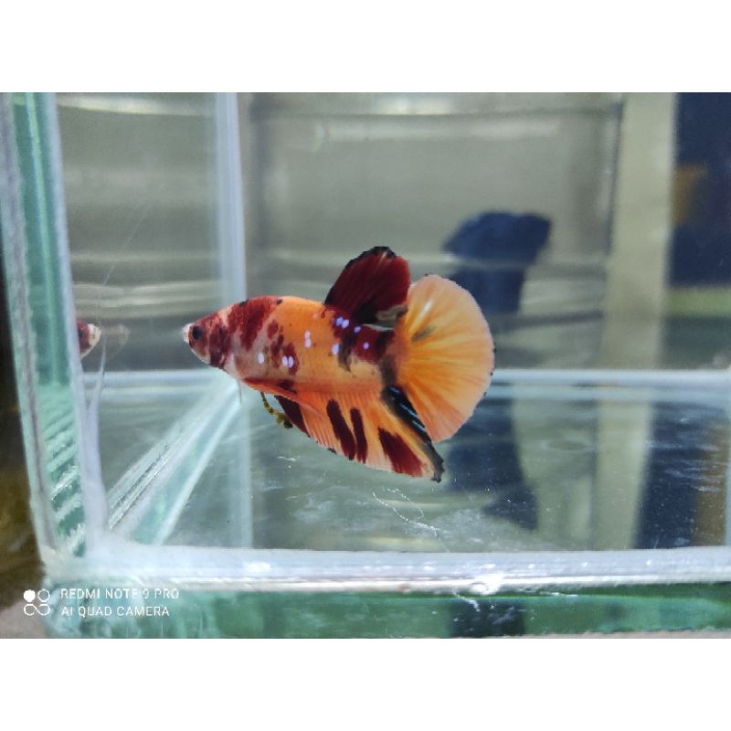 ikan cupang male plakat leopard