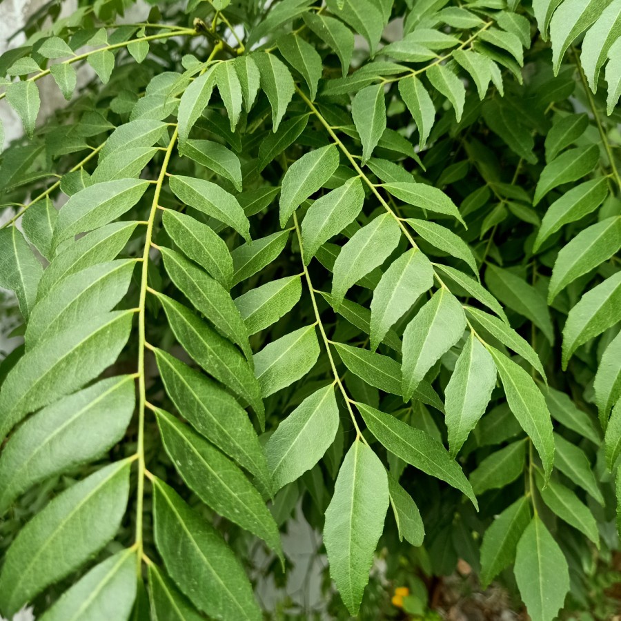 

DAUN KARI/SALAM KOJA/DAUN TERMURUY FRESH