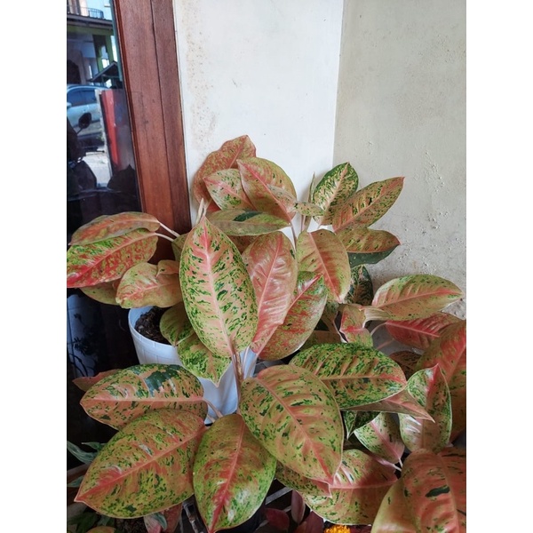 Aglonema Big Roy Mutasi Indukan Jumbo