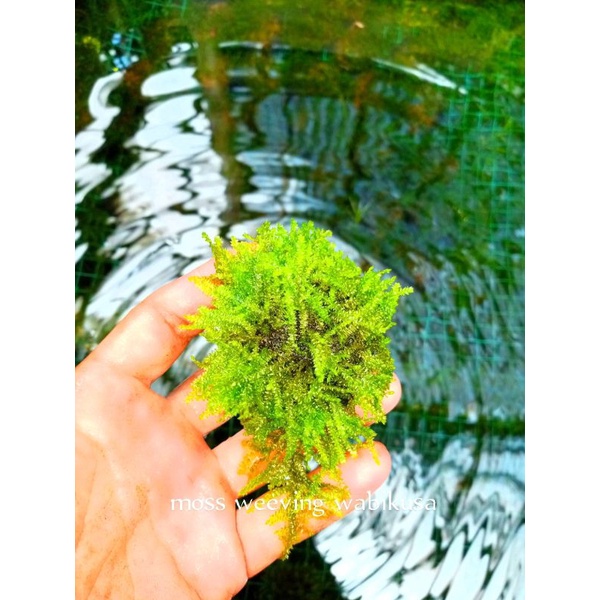 Moss Aquascape
