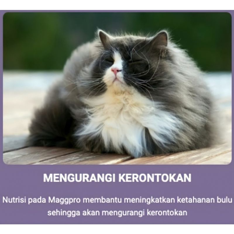 MAGGPRO CAT FOOD SUPLEMENT PENAMBAH NAFSU MAKAN