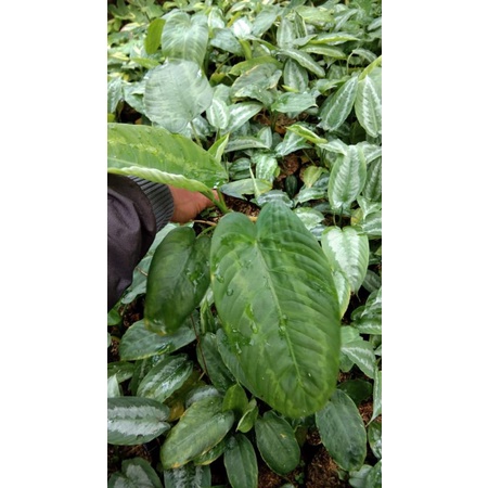 Tanaman hias schismatoglottis