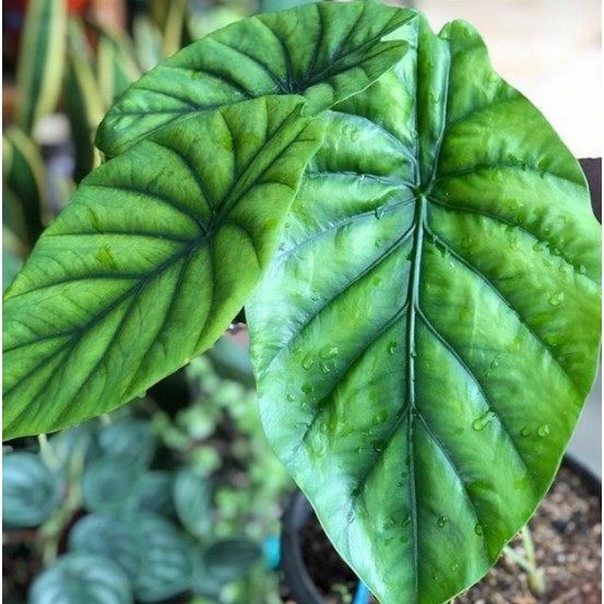 Tanaman Hias Alocasia Green Shield Shopee Indonesia