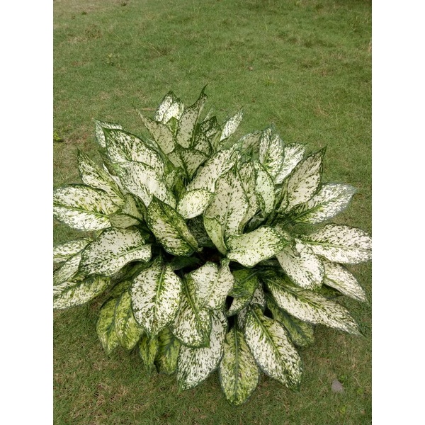 Aglaonema Snow White