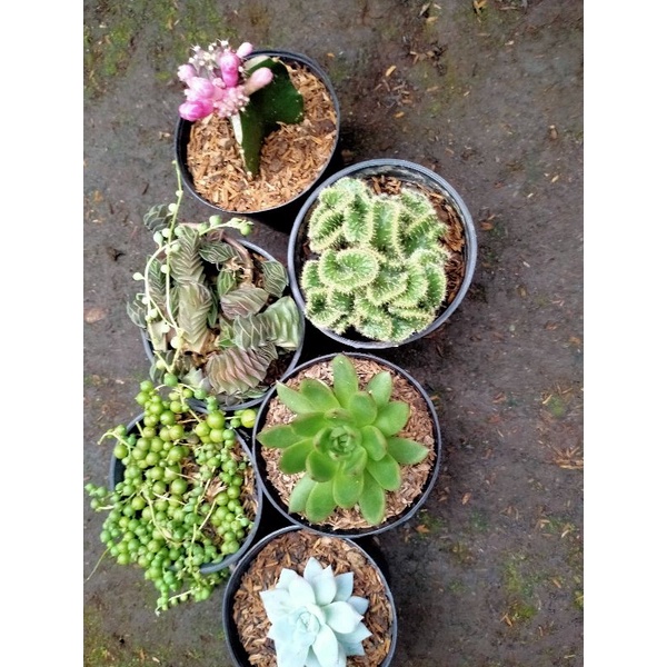 paket ka develin 2 sk