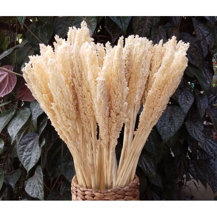 Natural Dried Flower Bunga Cantel Bunga Kering Bunga Kering Preserved Dekorasi Rustic Properti foto buket bunga kering