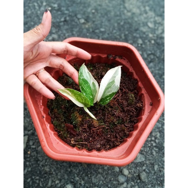 skindapsus moonlight varigata mewah dan langka