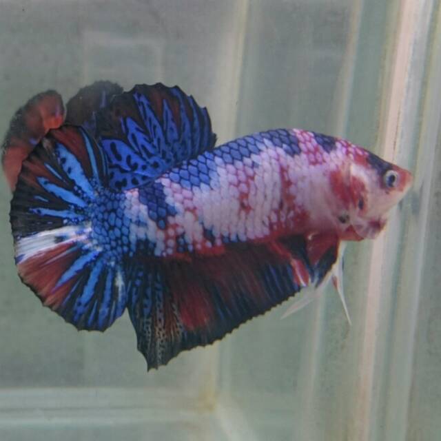 IKAN CUPANG GIANT MULTICOLOUR