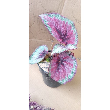 Tanaman Hias Begonia Api Dewasa