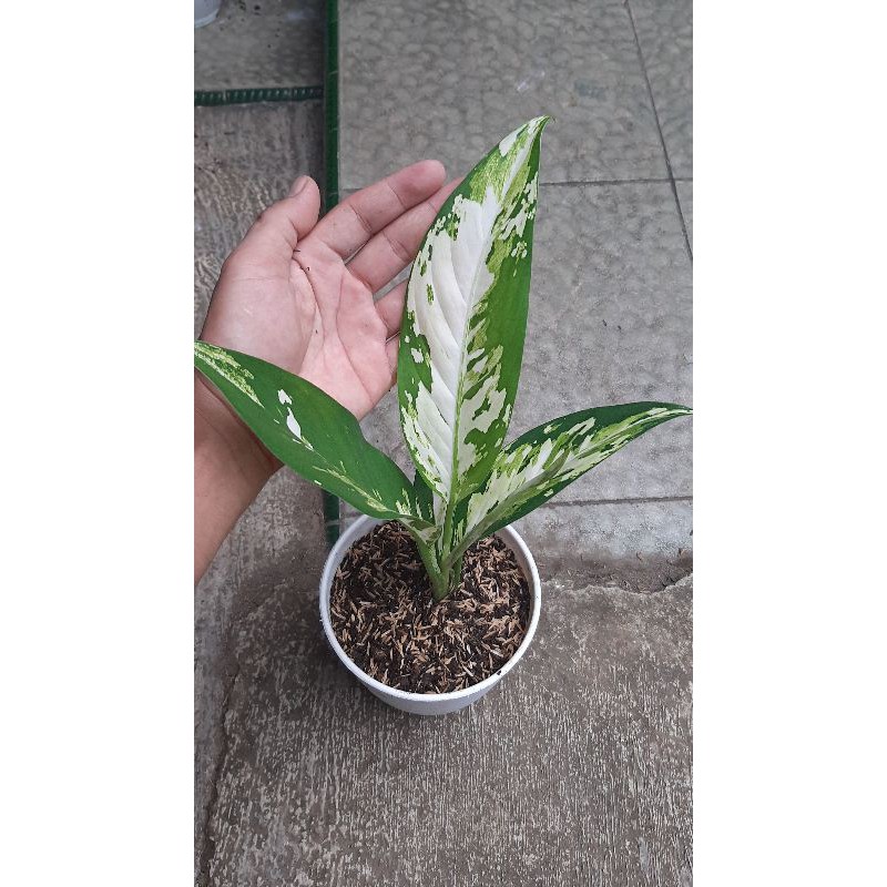 tanaman hias diven / given varigata farigata