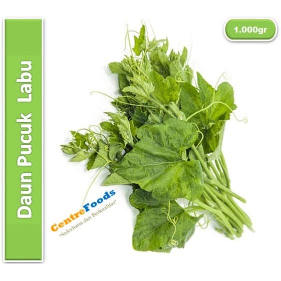 

Sayur Pucuk Labu Fresh - Daun Pucuk Labu | 1.000gr [ Harga Per KG ]