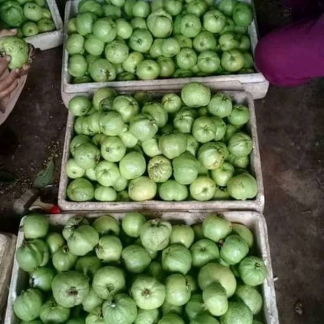

Jambu kristal tanpa biji