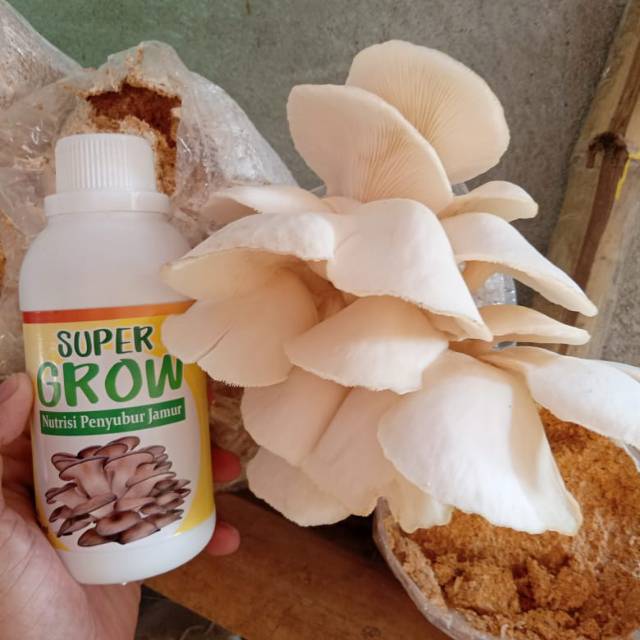 1 [PROMO] Pusat Produk Obat Penyubur Jamur Tiram, Produsen Nutrisi Jamur Tiram