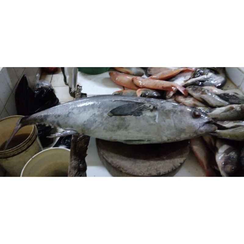 

IKAN TONGKOL TUNA / IKAN TONGKOL TUNA MURAH / IKAN TONGKOL SEGAR JAKARTA SELATAN