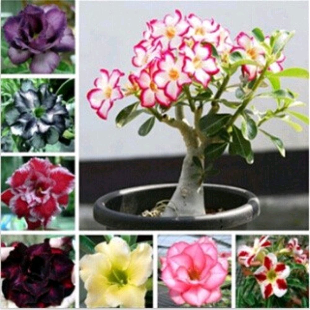 1 BENIH BIJI BUNGA Adenium Obessum Mix Campur