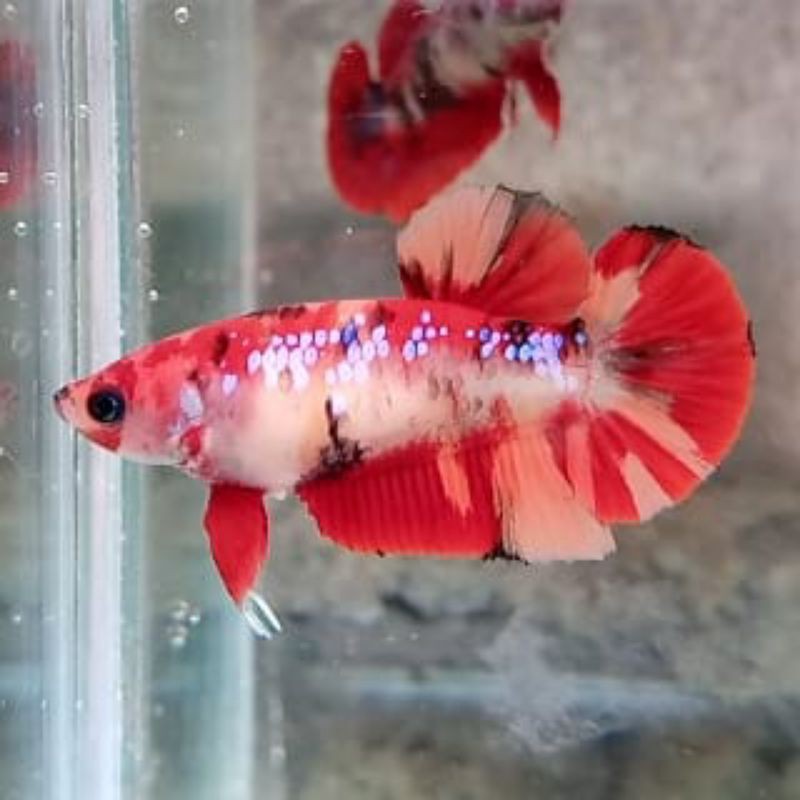 

Ikan Cupang Hias Betina Plakat Size Indukan Murah Grosir