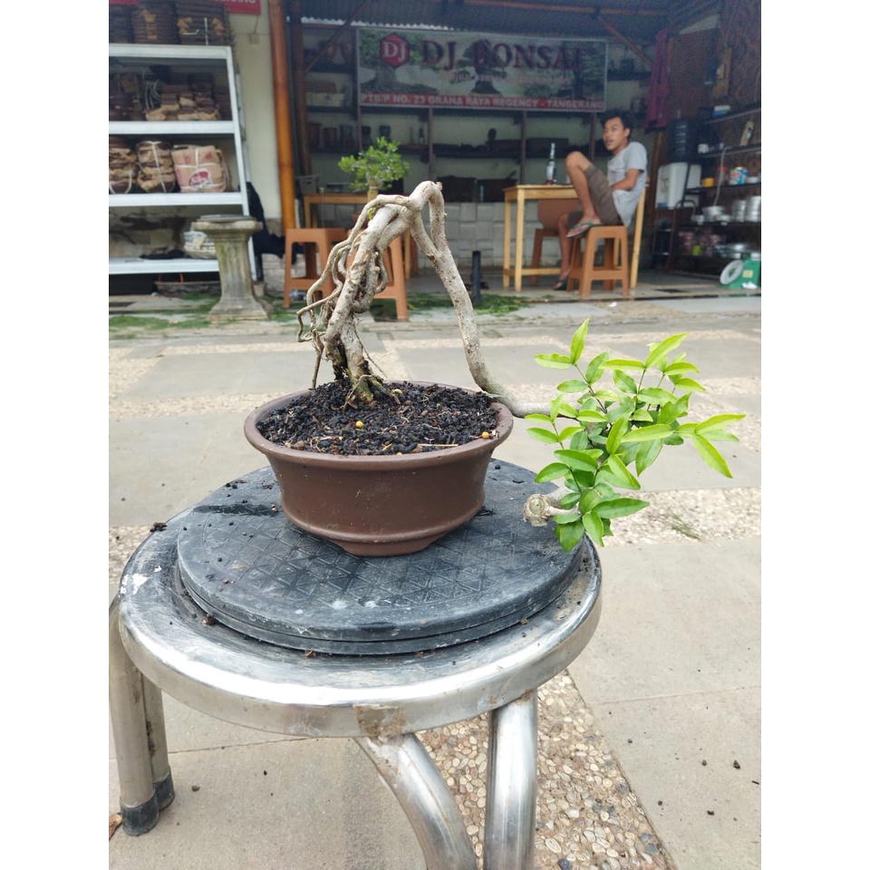 bonsai anting putri prospek