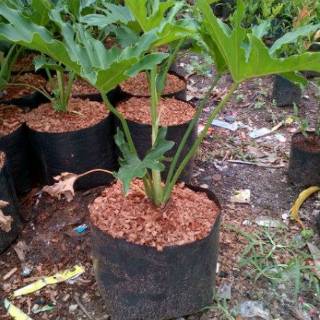Tanaman hias vilo dendrum Shopee Indonesia Tanaman hias vilo dendrum Shopee Indonesia