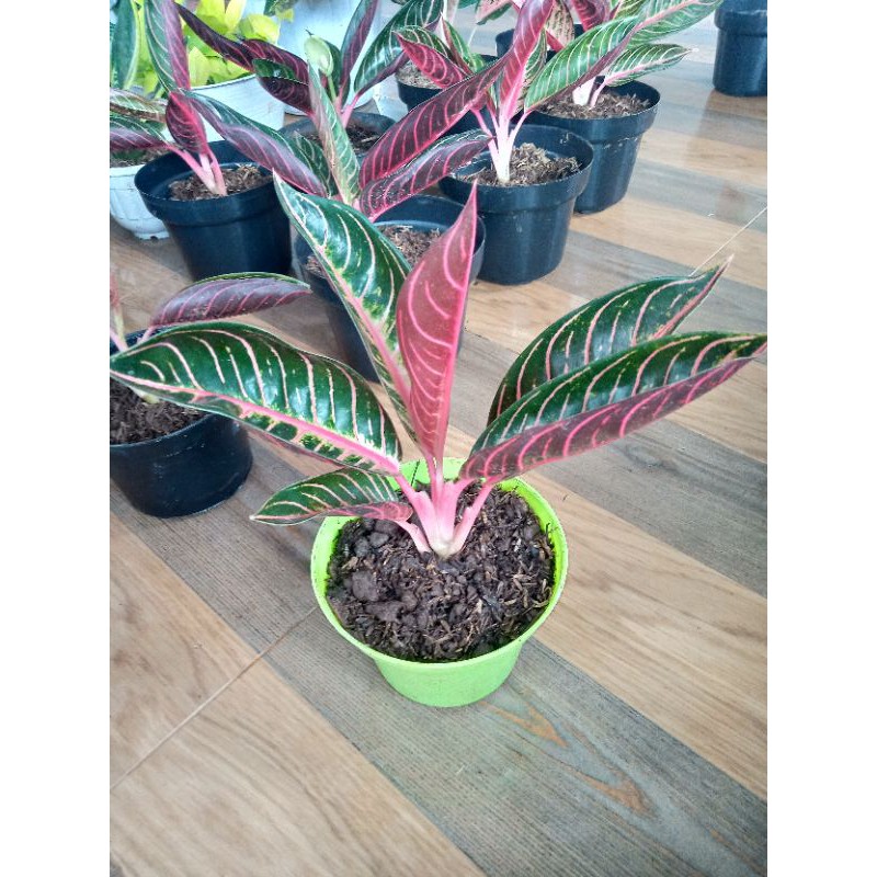 (harga termurah) aglonema red sumatra / pride of Sumatera POS / black sumatra