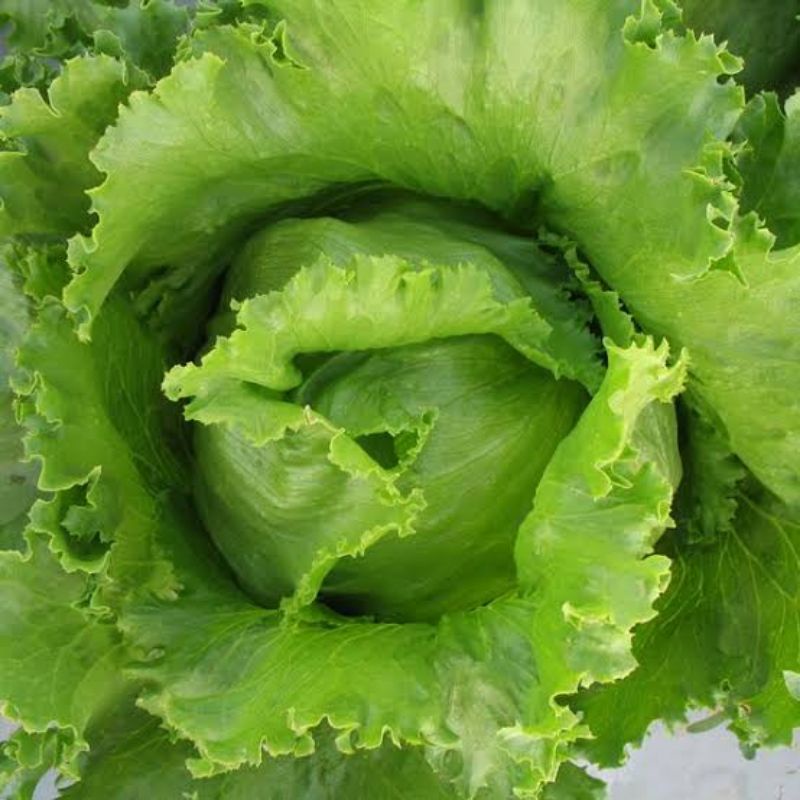 Benih Selada Iceberg Selada Bokor Head Lettuce