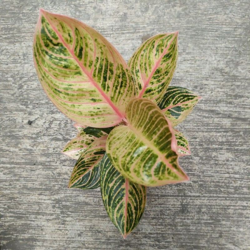 kresna konon aglonema