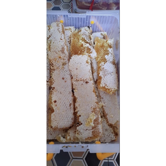 

(PREMIUM) SARANG MADU CERANA