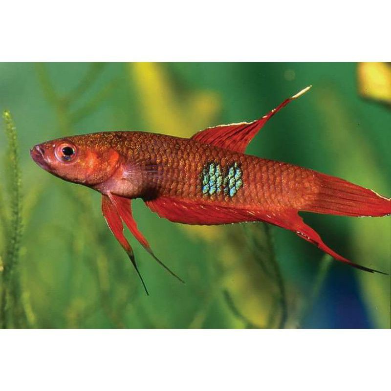 wild betta coccina 2 pasang